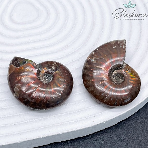 Аммонит с аммолитом 30*35 мм